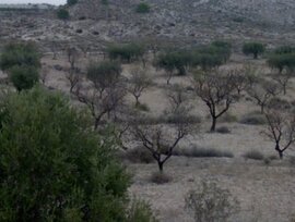 Campo en Molina de Segura
