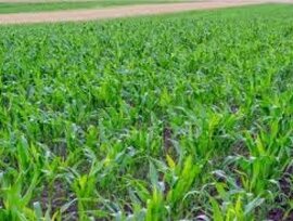 Parcela en Chiclana de la Frontera