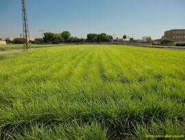Campo en Foios