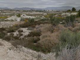 Campo en Alguazas
