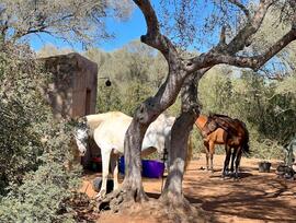 Campo en Felanitx