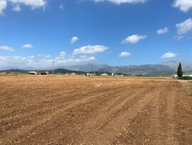 Campo en Sa Pobla