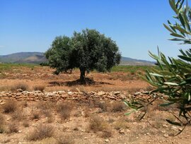 Campo en Fuente alamo de Murcia