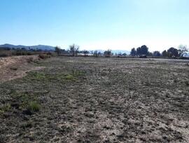 Campo en Monforte del Cid