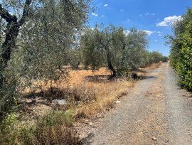 Parcela urbana en Arahal