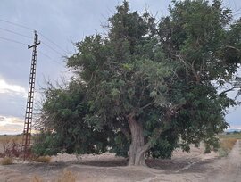 Campo en Elche pedanias