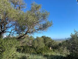 Campo en Santa Eugènia