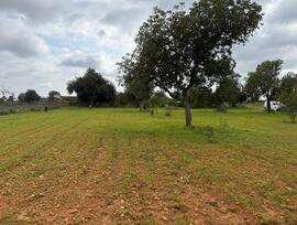 Campo en Llucmajor