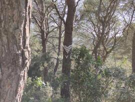 Parcela urbana en Canyelles