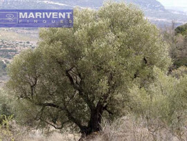 Casa de campo en Freginals