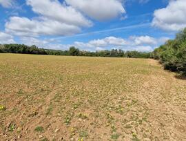 Parcela urbana edificable en Manacor