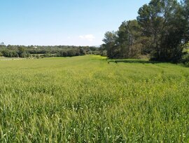 Campo en Santa Margalida