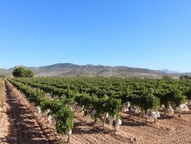 Parcela en La Romana