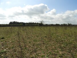 Campo en Manacor