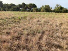 Campo en Pineda de Mar