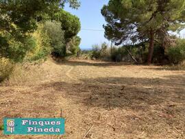 Campo en Pineda de Mar