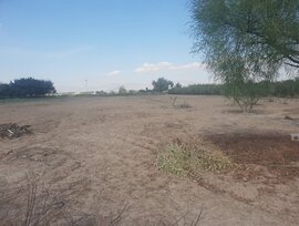 Campo en Guardamar del Segura