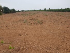 Campo en Dolores