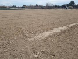 Campo en Guardamar del Segura