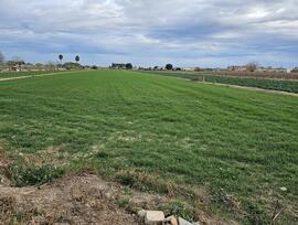 Campo en Dolores