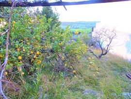 Parcela urbana edificable en Santa Margalida