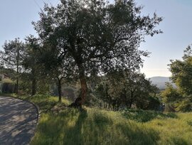 Parcela urbana en Tordera