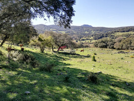 Parcela en Cortes de la Frontera