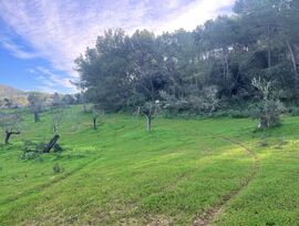 Campo en Felanitx