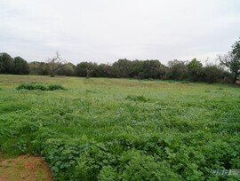Campo en Llucmajor
