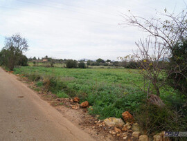 Campo en Llucmajor