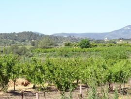 Campo en Vilamarxant