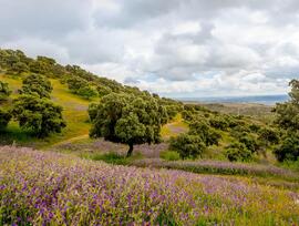 Terreno o solar en Villa del Prado