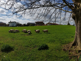 Parcela en San Felices de Buelna
