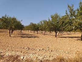 Campo en Noblejas