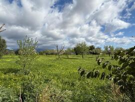 Parcela urbana en Palma de Mallorca