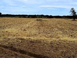 Campo en Villamanrique de la Condesa