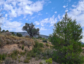 Parcela en Pinoso