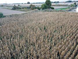 Parcela urbana en Mallen