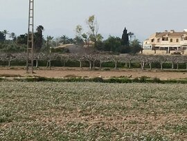 Parcela en Elche pedanias