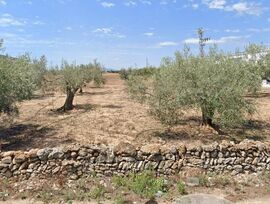 Campo en Vinaros