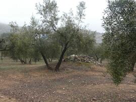 Campo en Peligros
