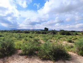 Campo en Elche pedanias