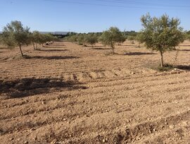 Parcela en Almansa