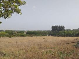 Campo en Jerez de la Frontera