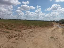 Campo en Dos Hermanas