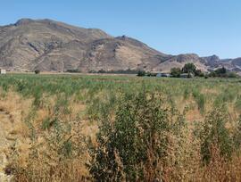 Campo en Pinos Puente