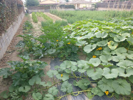 Parcela en Vilobi del Penedes