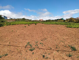 Campo en San Cristobal de La Laguna