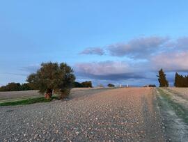 Campo en Arcos de la Frontera