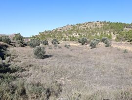 Campo en Alcañiz